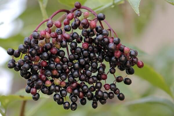 benefits of elderberry