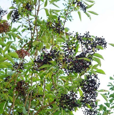 10 health benefits of elderberry