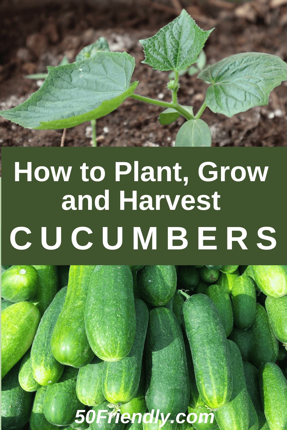 Cucumbers - How to Plant, Grow, and When to Harvest - 50 Friendly