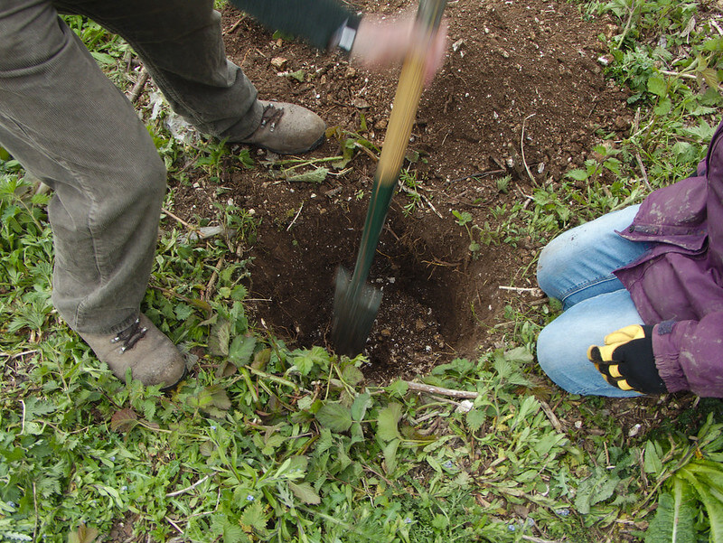 PEARS - How to Plant, Grow, And When to Harvest - 50 Friendly