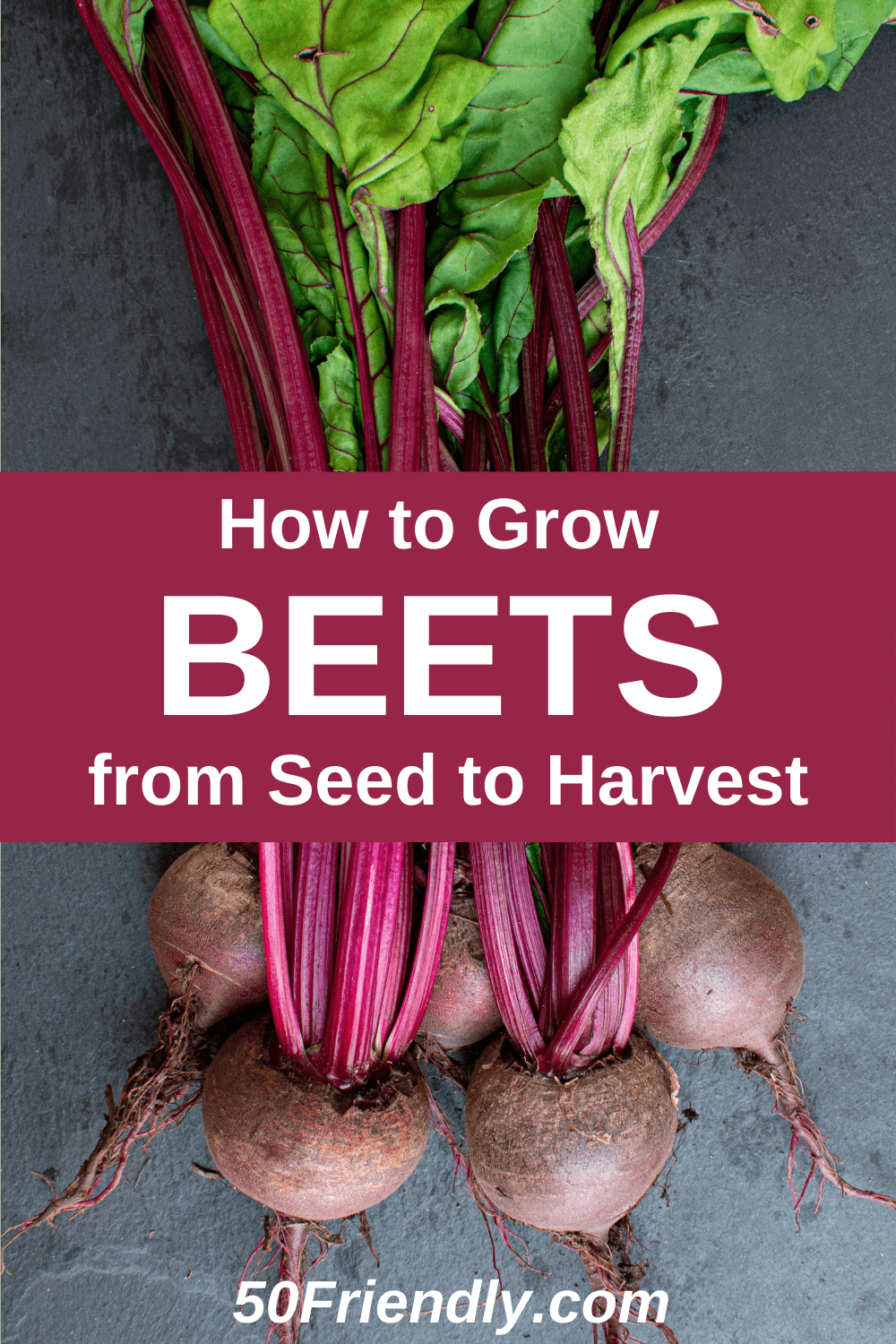 Beets - How to Plant, Grow, and When to Harvest - 50 Friendly