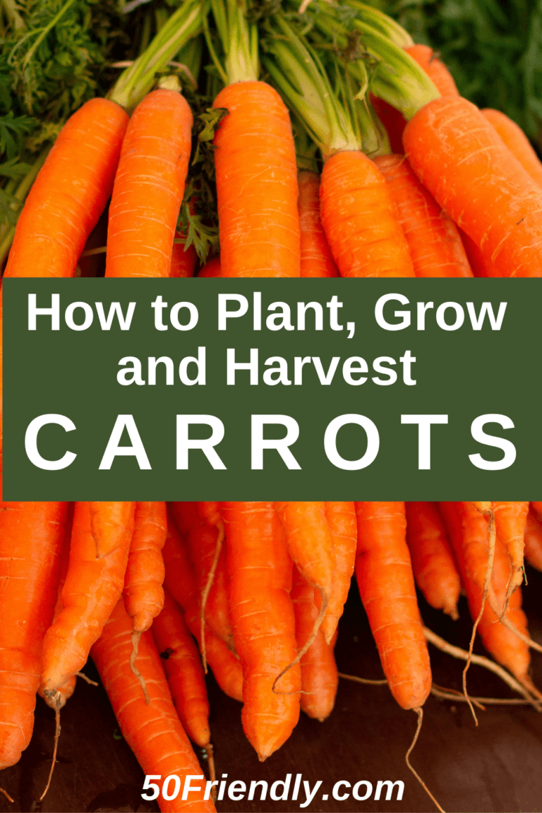 Carrots - How to Plant, Grow, and When to Harvest - 50 Friendly