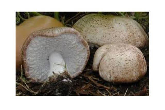 Power of Superfood Mushroom Powders - agaricus blazei mushroom