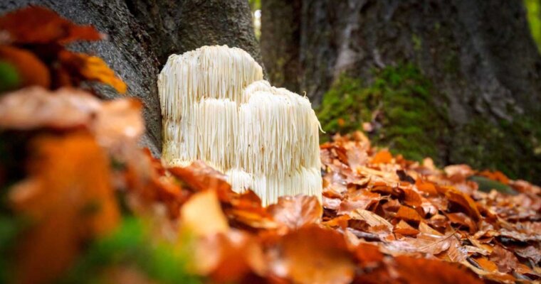 Unlocking the Power of Superfood Mushroom Powders – Top 10 Varieties and Benefits