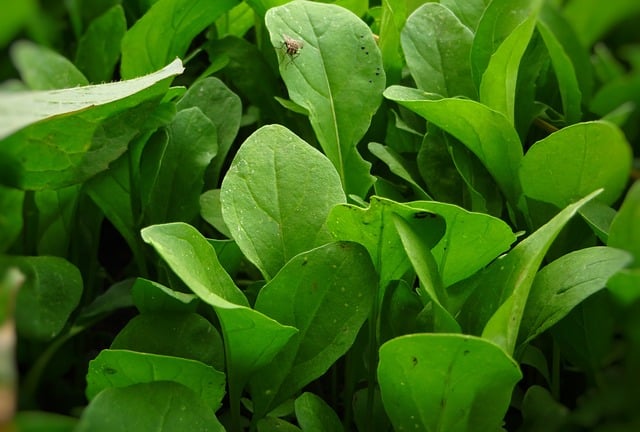 arugula and antioxidants for glowing skin