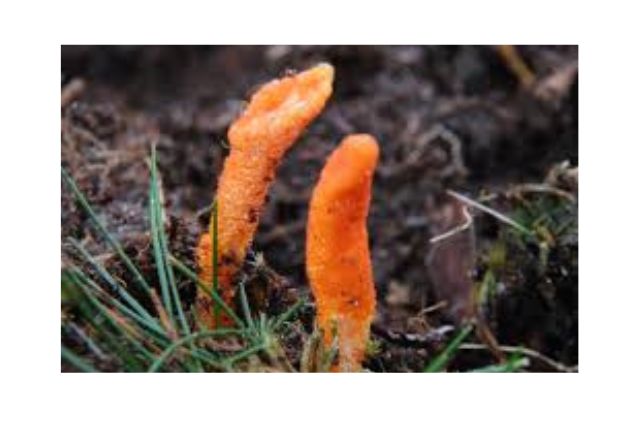 Power of Superfood Mushroom Powders - cordyceps mushroom