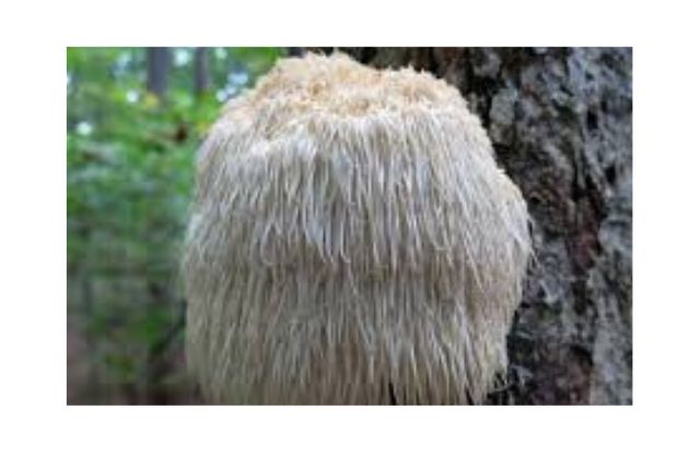 Power of Superfood Mushroom Powders - lions mane mushroom