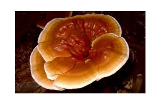 Power of Superfood Mushroom Powders - reishi mushroom