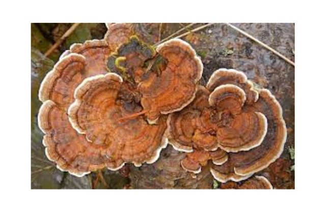 Power of Superfood Mushroom Powders - turkey tail mushroom