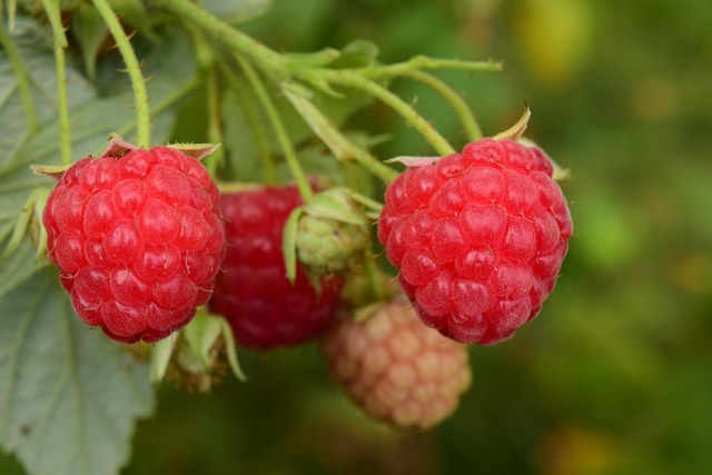 raspberries for acne control